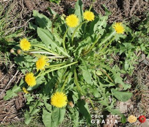 dandelions