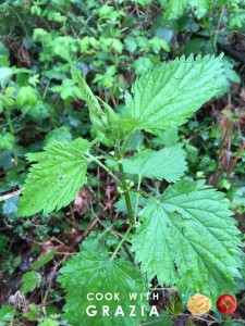 stinging nettle